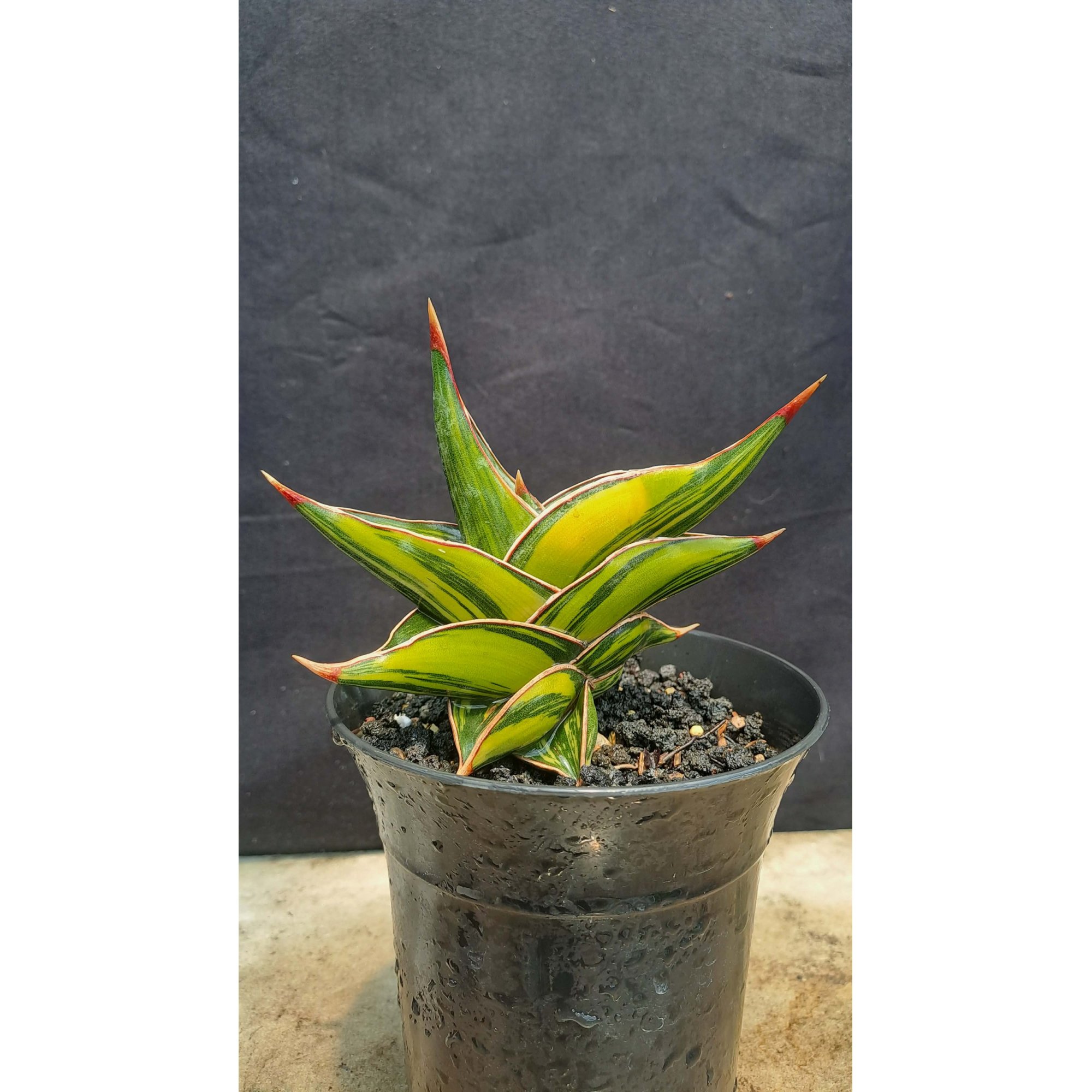 2204. Sansevieria Rorida Dagger Varigated