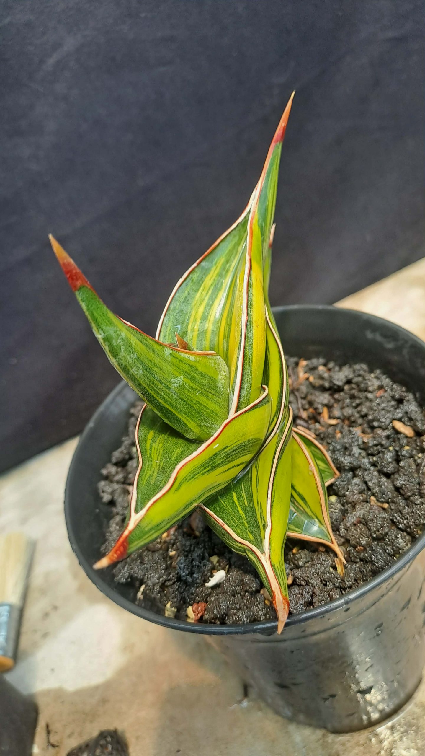 2204. Sansevieria Rorida Dagger Varigated - Image 2