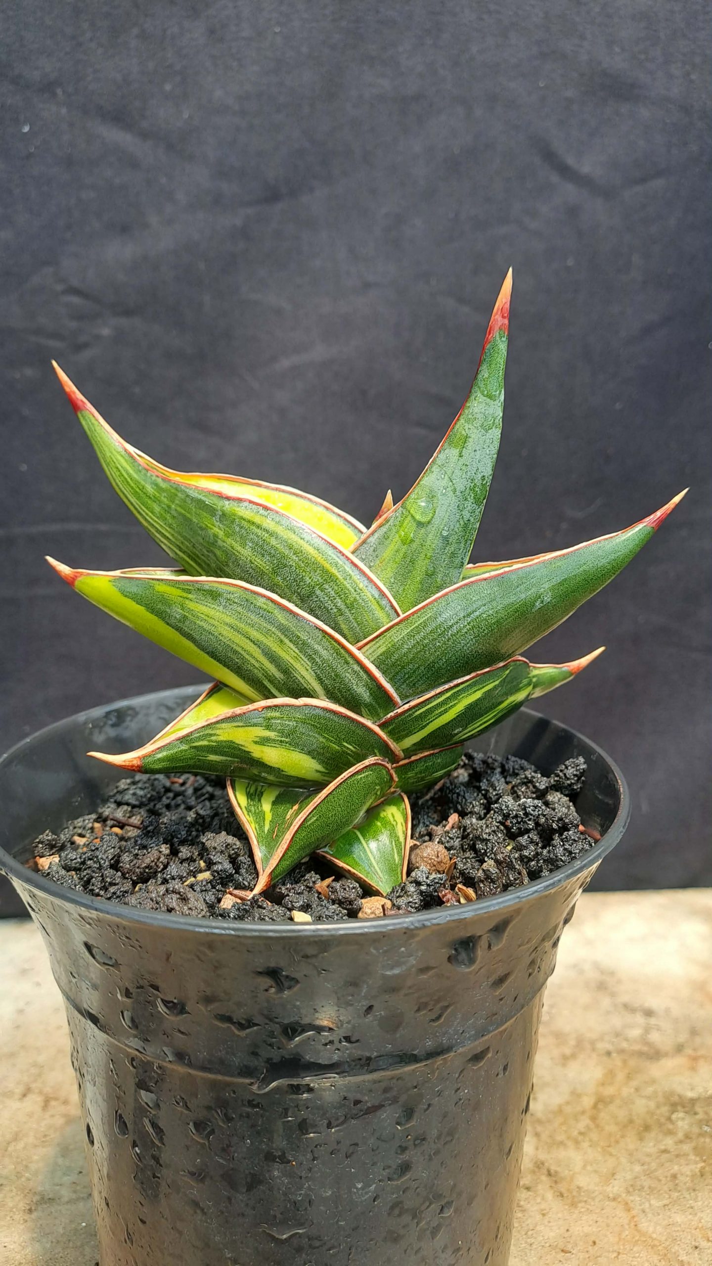 2204. Sansevieria Rorida Dagger Varigated - Image 3