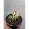 1718. Sansevieria Rorida Dagger White Embosss Variegated