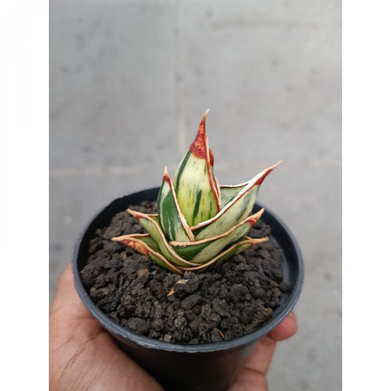 1718. Sansevieria Rorida Dagger White Embosss Variegated