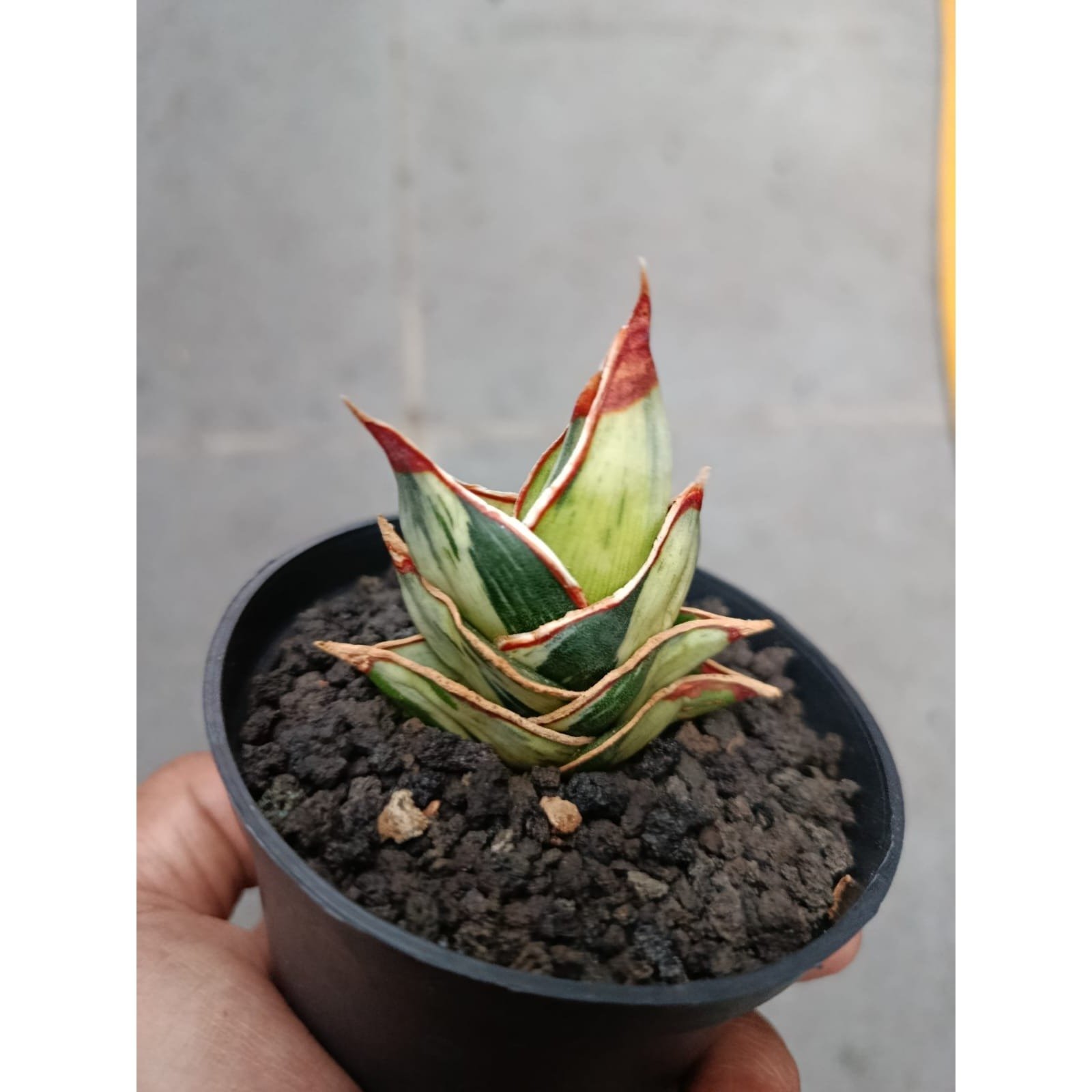 1718. Sansevieria Rorida Dagger White Embosss Variegated - Image 2