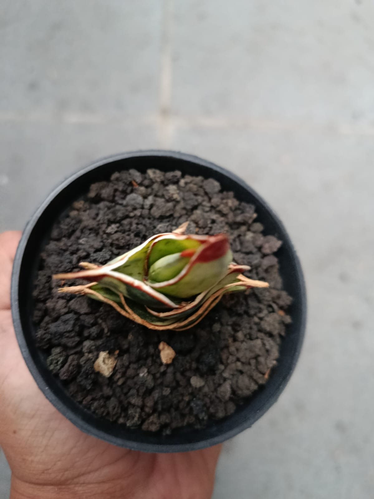 1718. Sansevieria Rorida Dagger White Embosss Variegated - Image 3