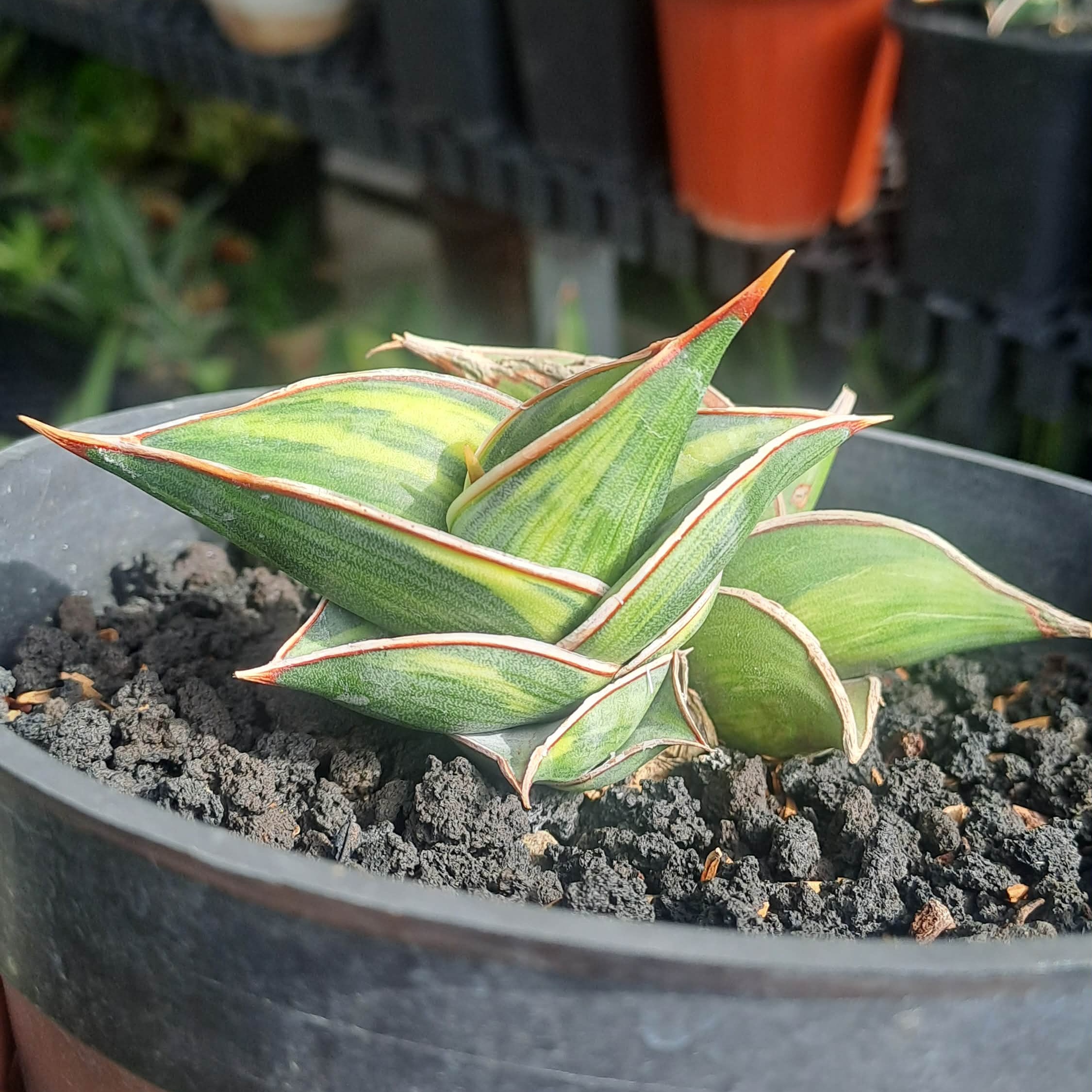 2003. Sansevieria Rorida Degger Variegated( Only Kid )