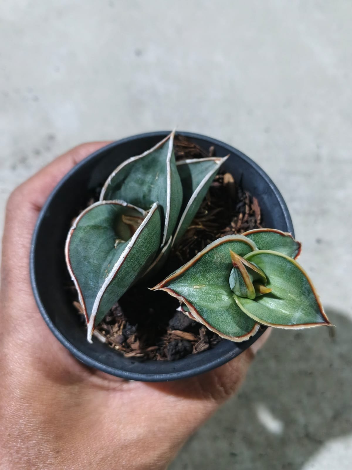 1991. Sansevieria Rorida Emboss White + Mother - Image 2