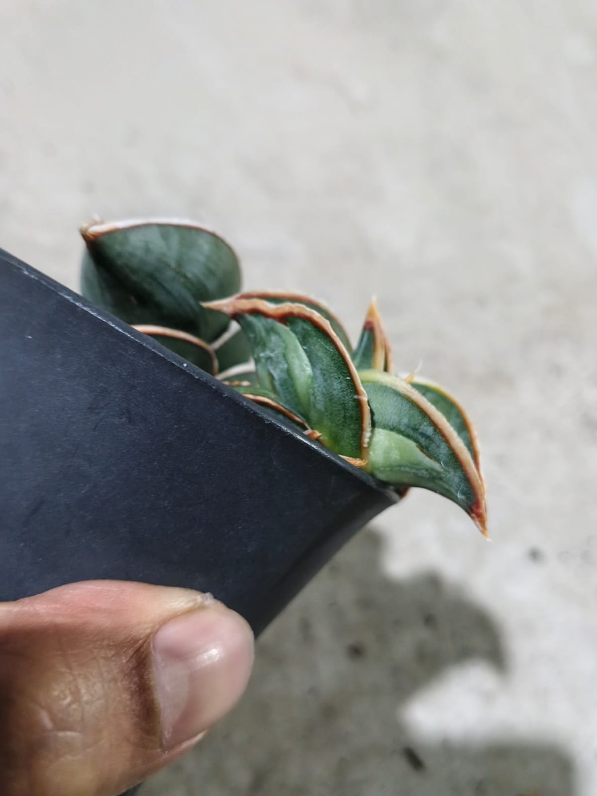 1991. Sansevieria Rorida Emboss White + Mother - Image 3