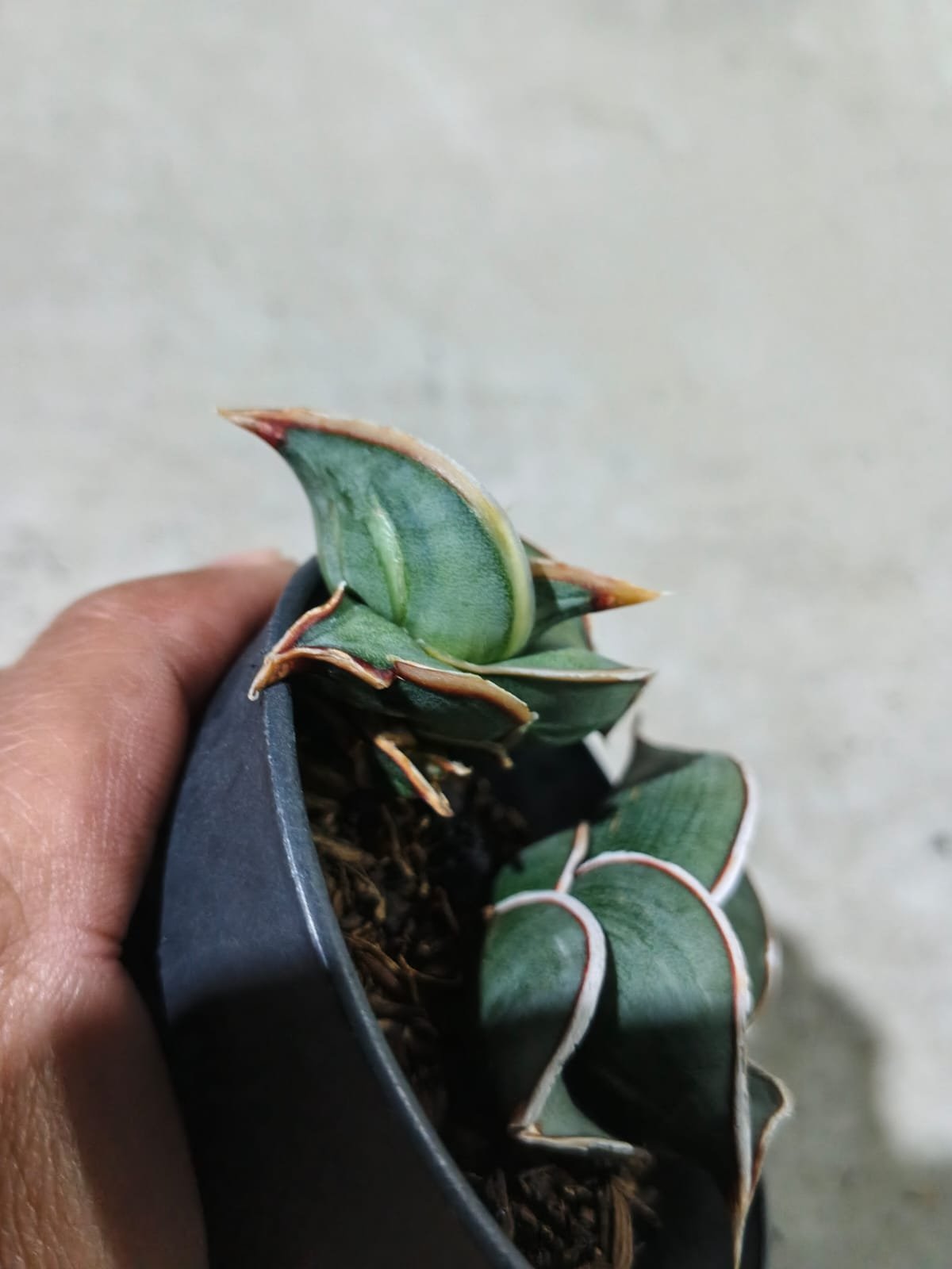 1991. Sansevieria Rorida Emboss White + Mother - Image 4