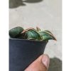 1991. Sansevieria Rorida Emboss White + Mother