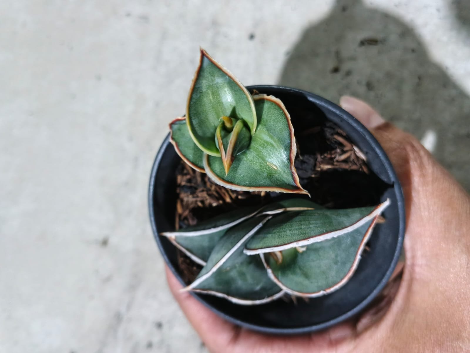1991. Sansevieria Rorida Emboss White + Mother - Image 5