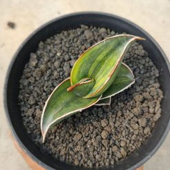 1166. Sansevieria Rorida Lite Variegated - Image 11