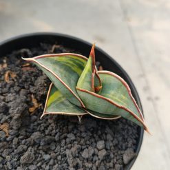 1166. Sansevieria Rorida Lite Variegated - Image 2