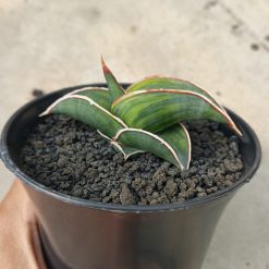 1166. Sansevieria Rorida Lite Variegated - Image 9