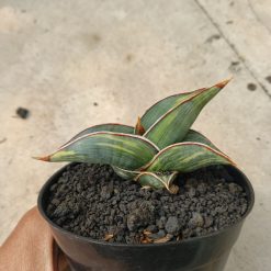 1166. Sansevieria Rorida Lite Variegated - Image 6