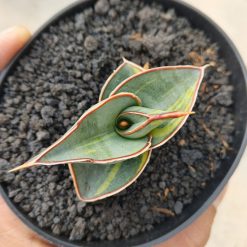 1166. Sansevieria Rorida Lite Variegated - Image 3