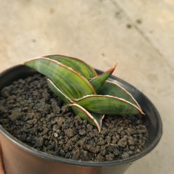 1166. Sansevieria Rorida Lite Variegated - Image 10