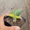 1166. Sansevieria Rorida Lite Variegated