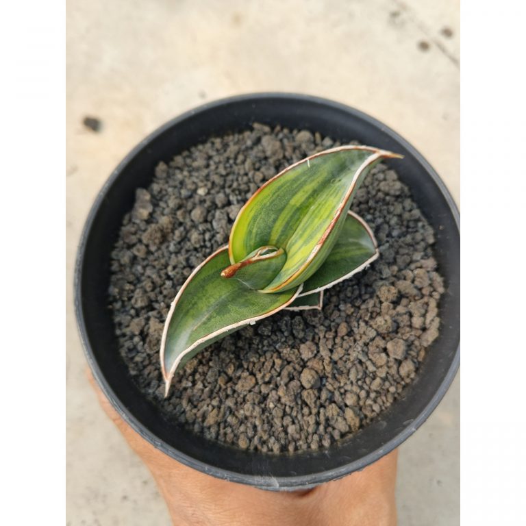 1166. Sansevieria Rorida Lite Variegated
