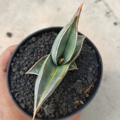 1166. Sansevieria Rorida Lite Variegated - Image 5