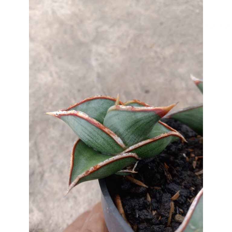 2108. Sansevieria Rorida Size 6 Cm