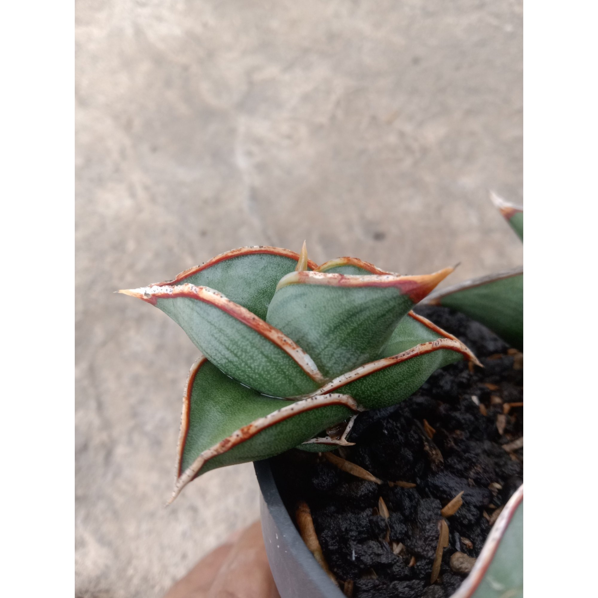 2108. Sansevieria Rorida Size 6 Cm