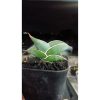 2205. Sansevieria Rorida size 8 cm