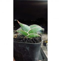 2205. Sansevieria Rorida size 8 cm
