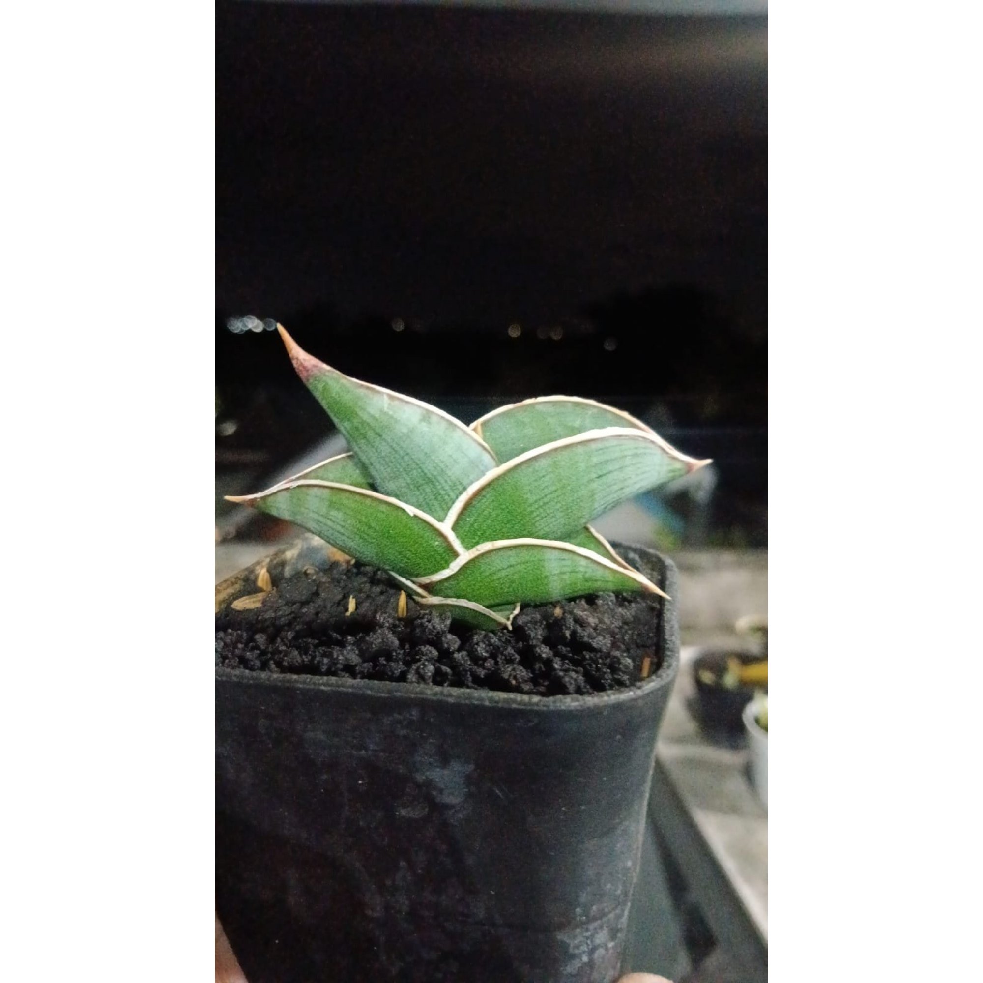 2205. Sansevieria Rorida size 8 cm