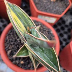 1726. Sansevieria Rorida Variegated (medium Size) - Image 2