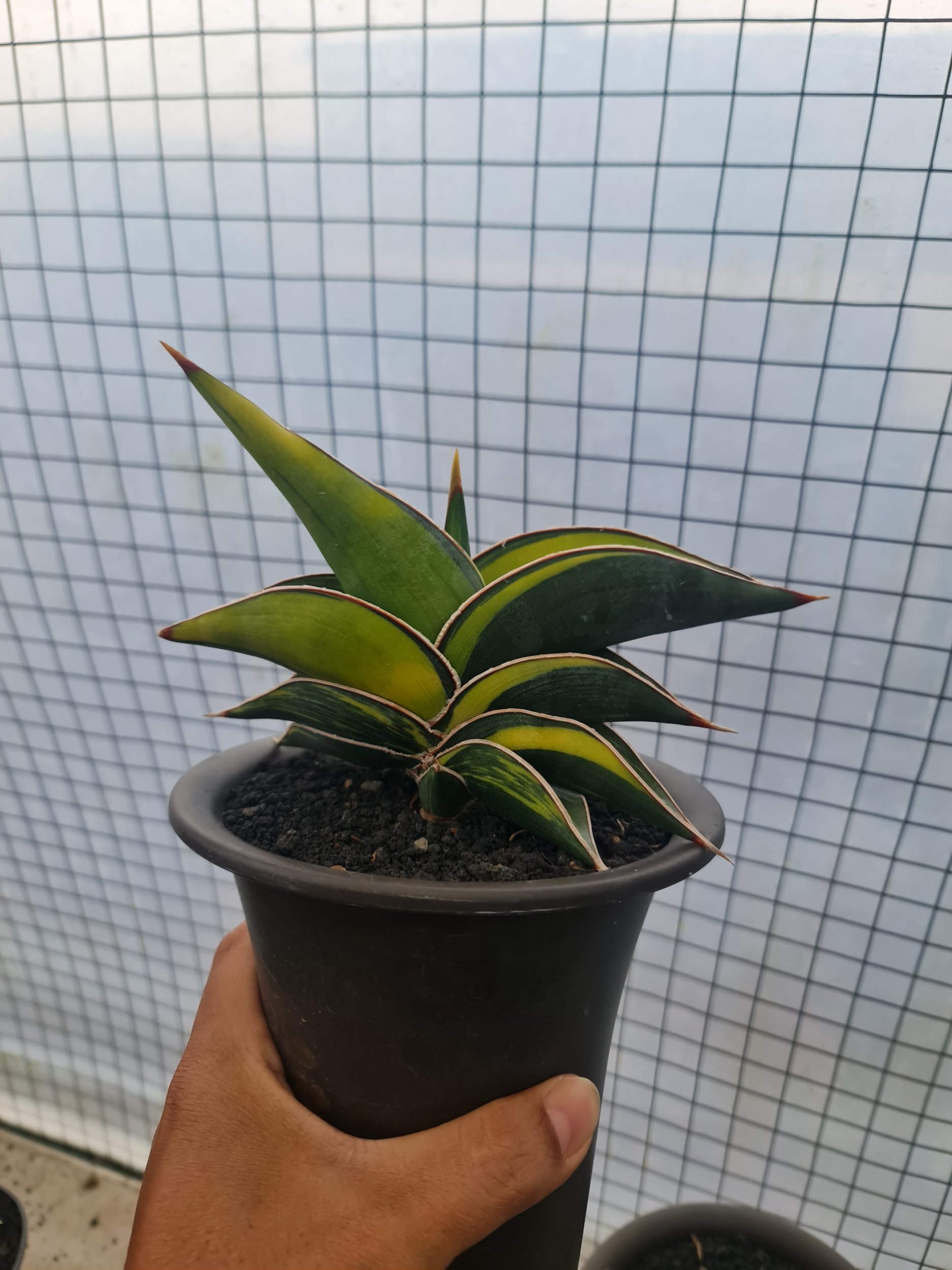 1726. Sansevieria Rorida Variegated (medium Size) - Image 2