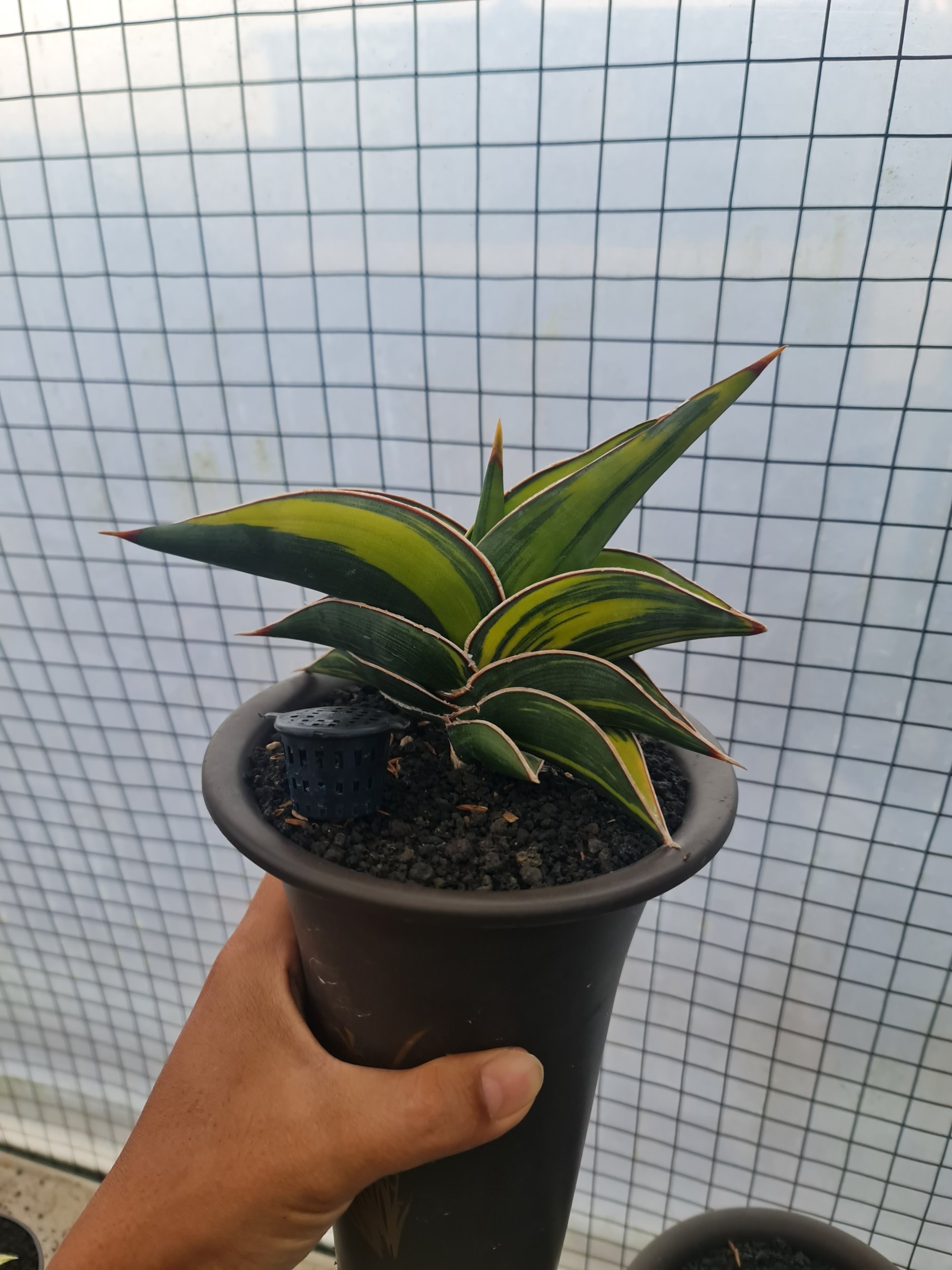1726. Sansevieria Rorida Variegated (medium Size) - Image 3