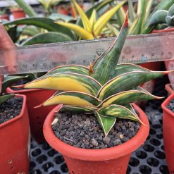1726. Sansevieria Rorida Variegated (medium Size) - Image 4