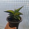 1726. Sansevieria Rorida Variegated (medium Size)