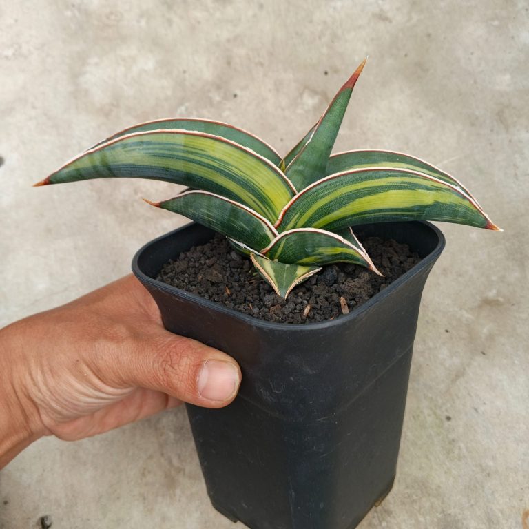 1726. Sansevieria Rorida Variegated (medium Size)