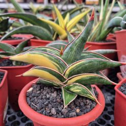 1726. Sansevieria Rorida Variegated (medium Size) - Image 3