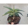 1034. Sansevieria Rorida Variegated Size 16 Cm