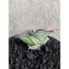 2245. Sansevieria Rorida Varigated