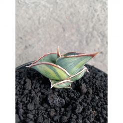 2245. Sansevieria Rorida Varigated