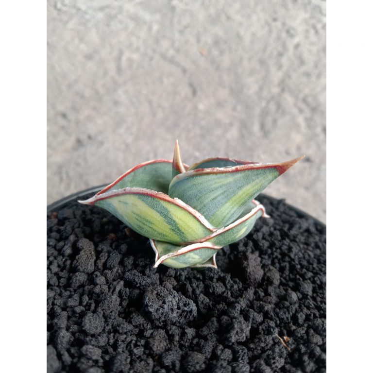 2245. Sansevieria Rorida Varigated