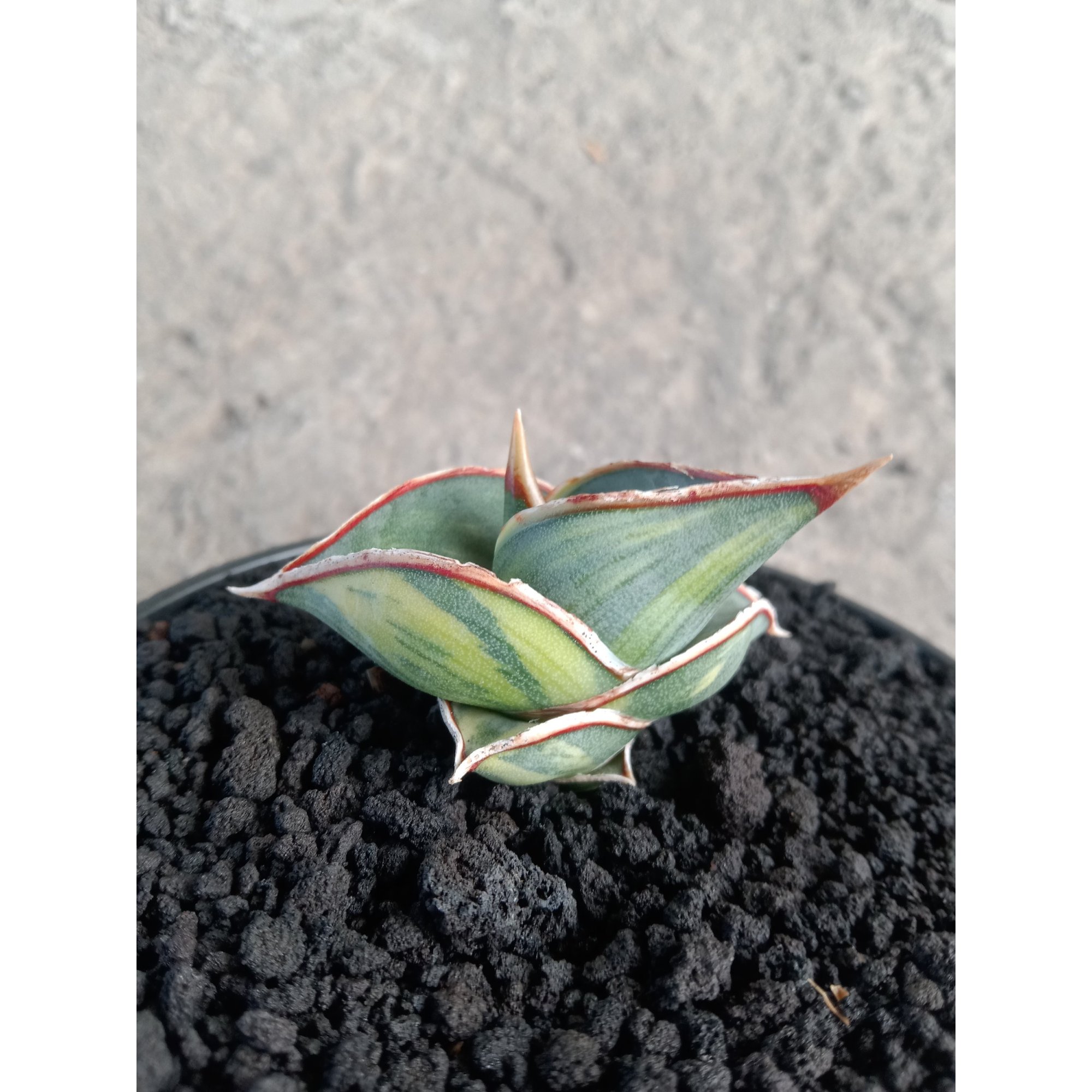 2245. Sansevieria Rorida Varigated