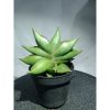 1865. Sansevieria Rorida X Boncel Mutatiton