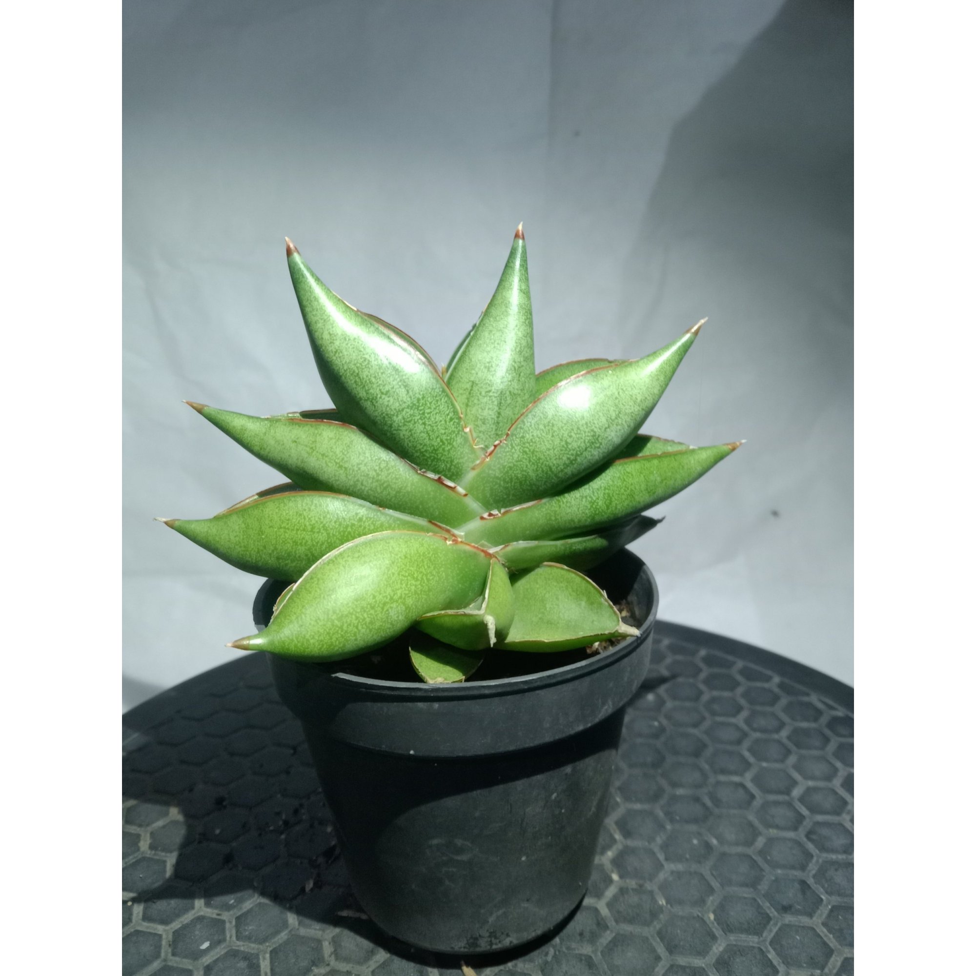 1865. Sansevieria Rorida X Boncel Mutatiton