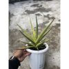 1476. Sansevieria Royal Crown Size 25cm