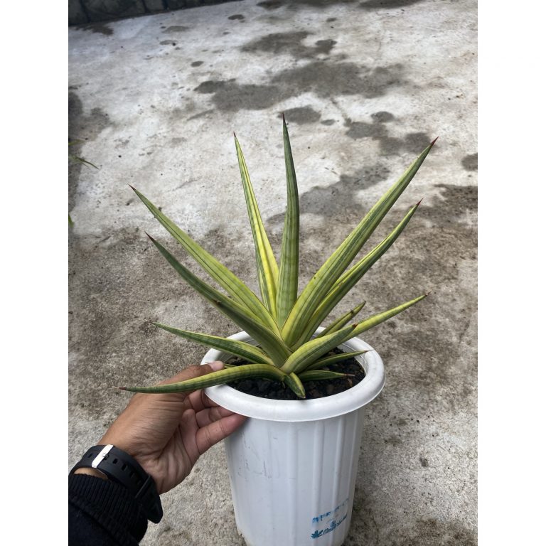 1476. Sansevieria Royal Crown Size 25cm