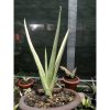 1877. Sansevieria Royal Crown Variegated