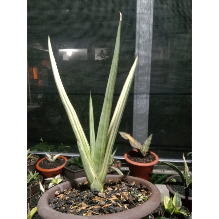 1877. Sansevieria Royal Crown Variegated