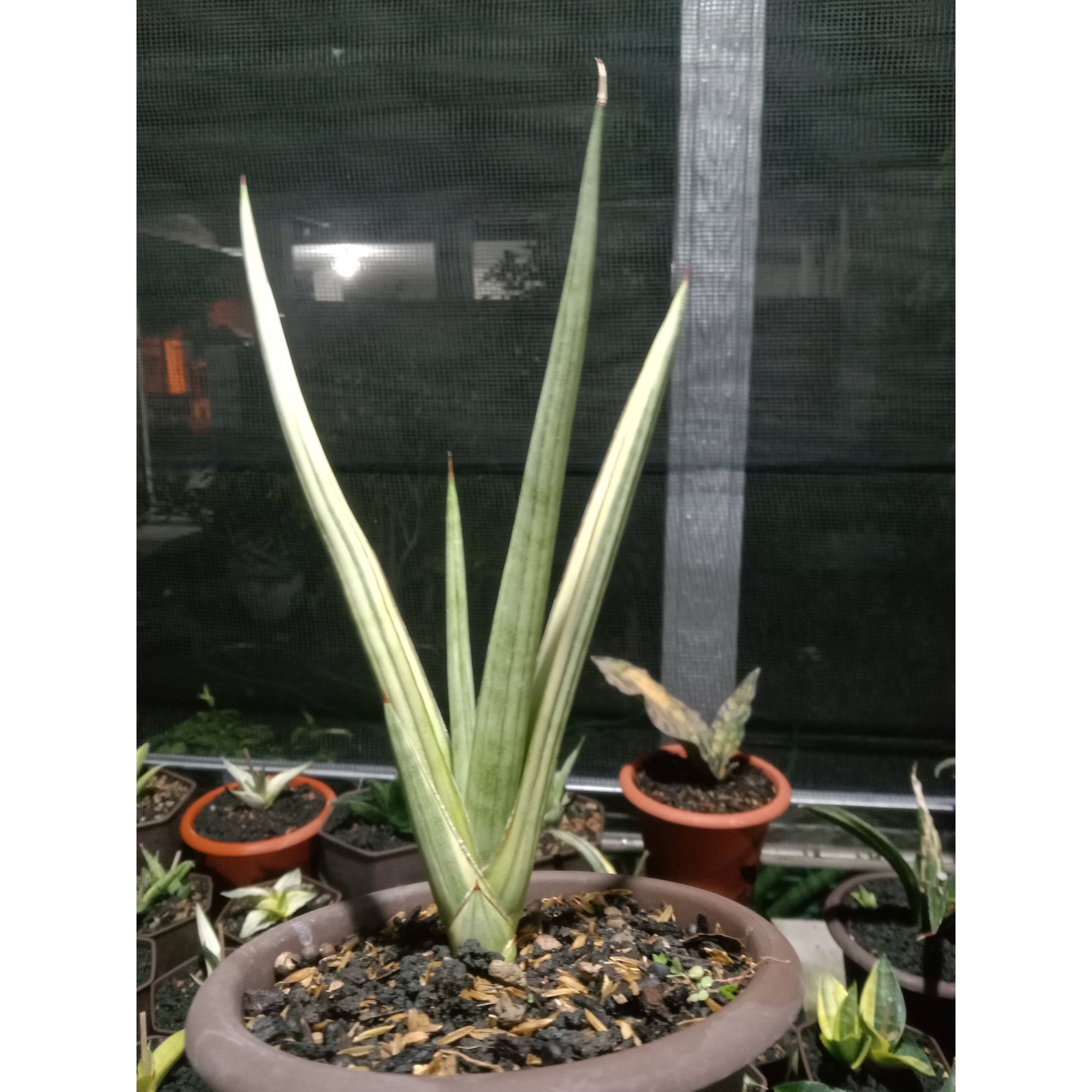 1877. Sansevieria Royal Crown Variegated