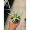 1987. Sansevieria Rudal Pot 8cm
