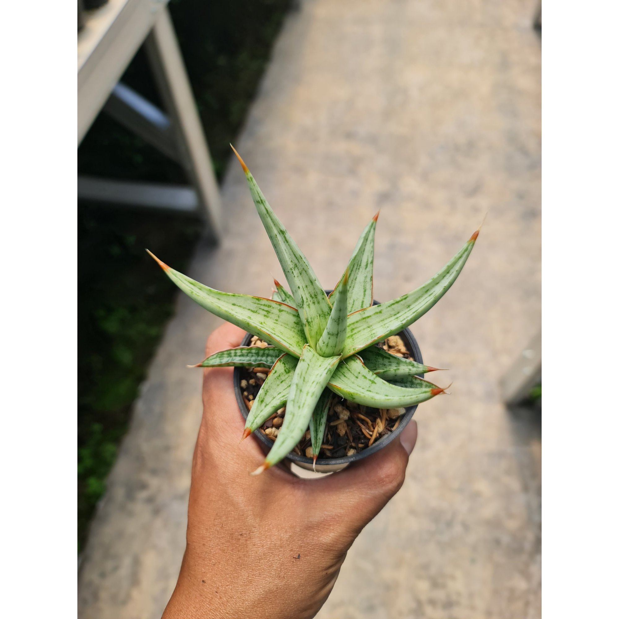 1987. Sansevieria Rudal Pot 8cm