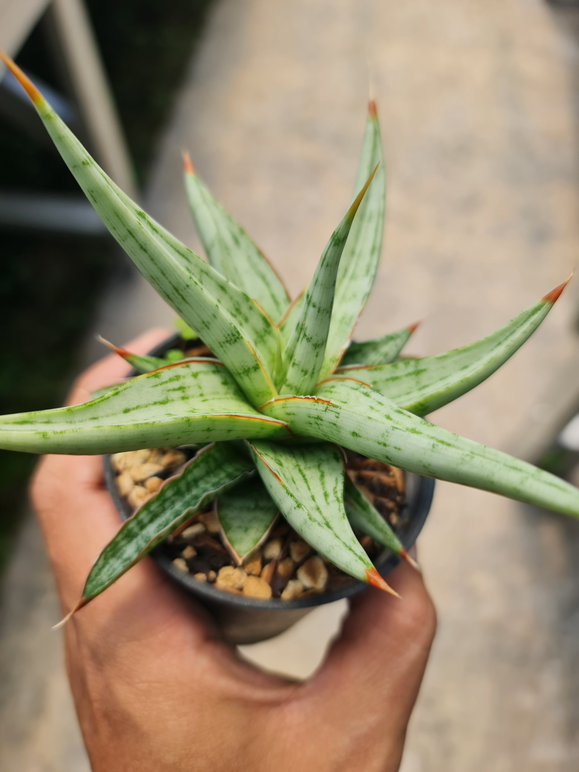 1987. Sansevieria Rudal Pot 8cm - Image 2