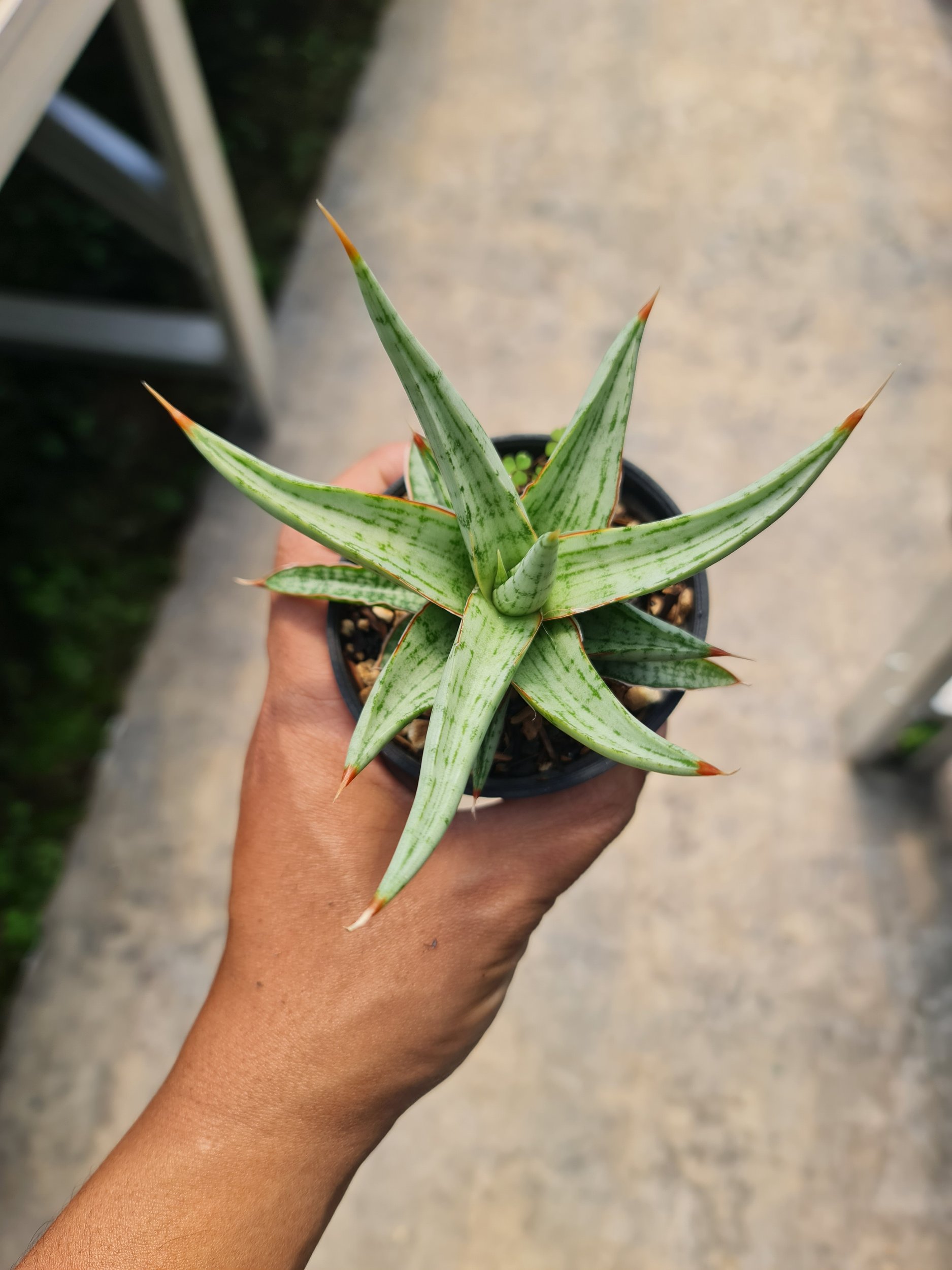 1987. Sansevieria Rudal Pot 8cm - Image 3
